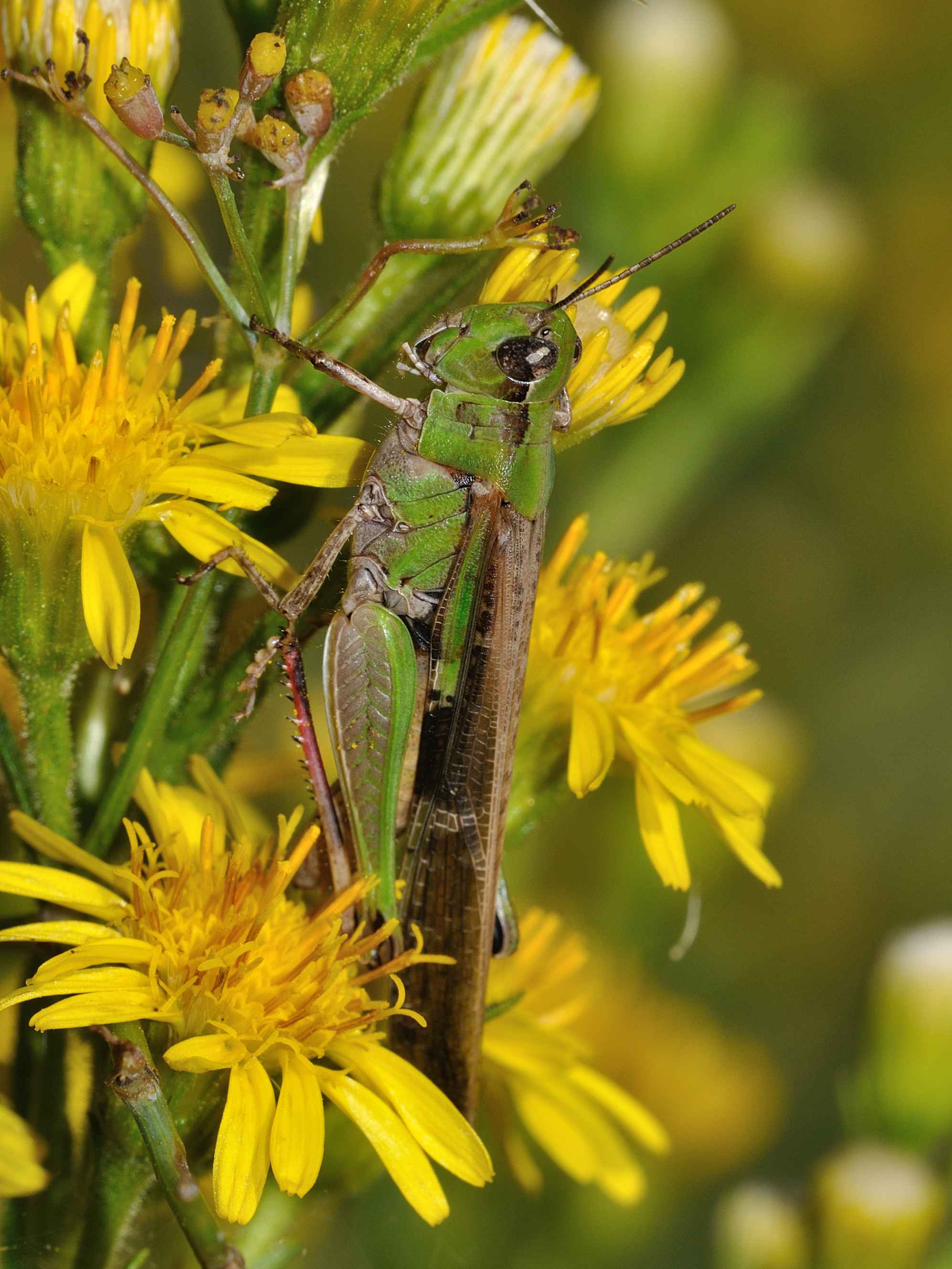 Aiolopus thalassinus